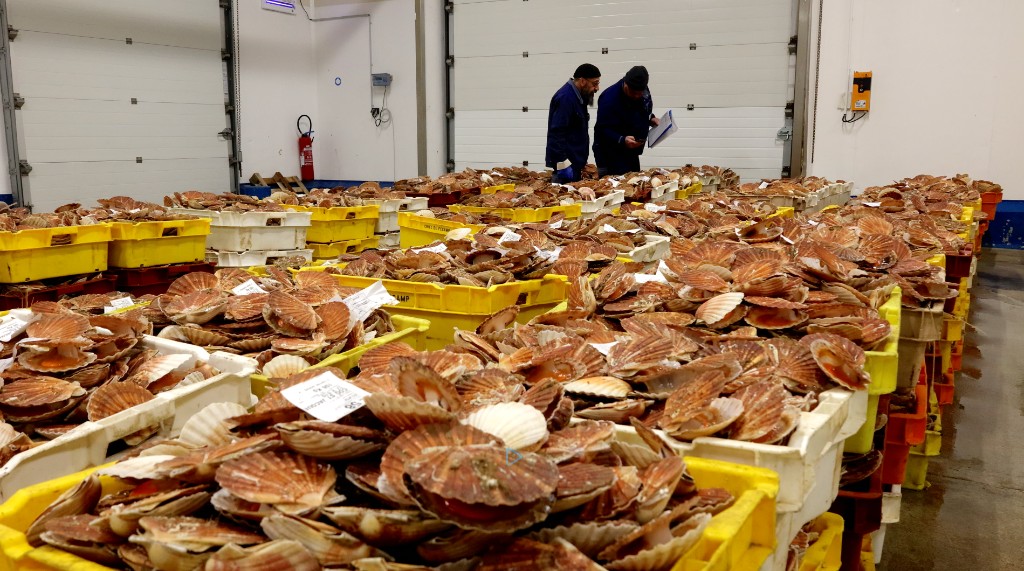 Opérateur devant les écrans Agisoft lors d'une vente aux enchères à la Criée Côte d'Albâtre