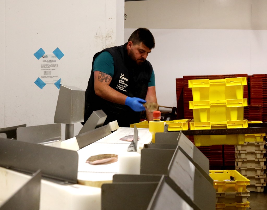 Calibreuse automatique pour le tri du poisson à la Criée Côte d'Albâtre