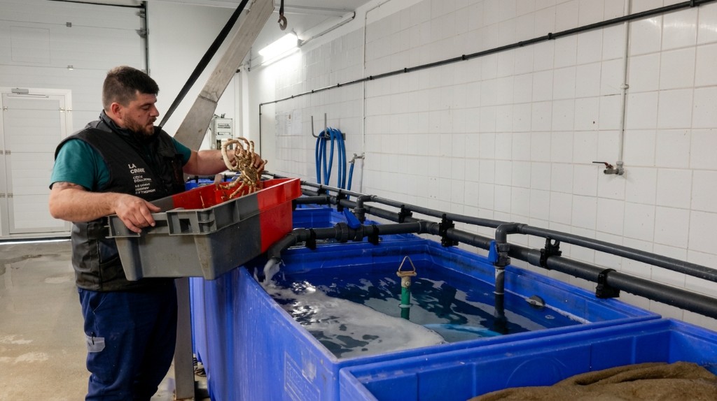 Viviers à crustacés de la Criée Côte d'Albâtre - araignées et homards vivants